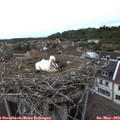 17_30-nest.jpg