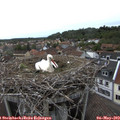 17_35-nest.jpg