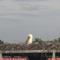 17_45-mast.jpg