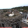 17_45-nest.jpg