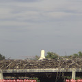 17_50-mast.jpg