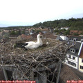 17_50-nest.jpg