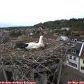 17_55-nest.jpg