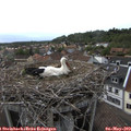 18_00-nest.jpg