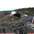 18_10-nest.jpg