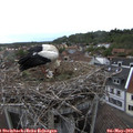 18_15-nest.jpg