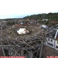 18_20-nest.jpg