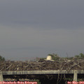 18_25-mast.jpg
