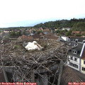 18_25-nest.jpg