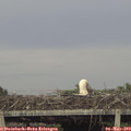 18_30-mast.jpg