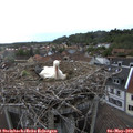 18_30-nest.jpg