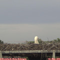 18_35-mast.jpg