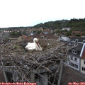 18_35-nest.jpg