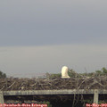 18_40-mast.jpg