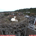 18_40-nest.jpg