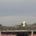 18_45-mast.jpg