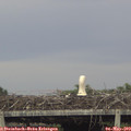 18_50-mast.jpg