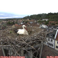 18_50-nest.jpg