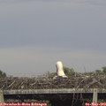 18_55-mast.jpg