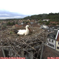 18_55-nest.jpg