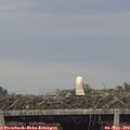 19_00-mast.jpg