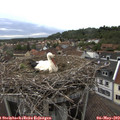 19_00-nest.jpg