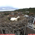 19_05-nest.jpg