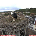 19_10-nest.jpg