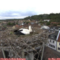 19_15-nest.jpg
