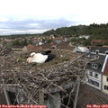 19_20-nest.jpg