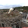 19_25-nest.jpg