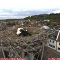 19_30-nest.jpg