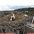 19_35-nest.jpg