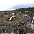 19_45-nest.jpg