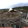 19_50-nest.jpg
