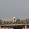 19_55-mast.jpg