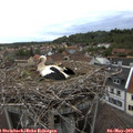 19_55-nest.jpg