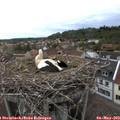 20_00-nest.jpg