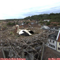 20_05-nest.jpg