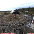 20_10-nest.jpg