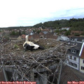 20_15-nest.jpg