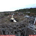 20_20-nest.jpg