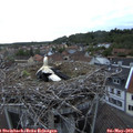 20_25-nest.jpg