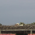 20_30-mast.jpg