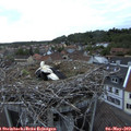20_30-nest.jpg