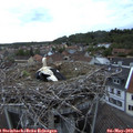 20_35-nest.jpg