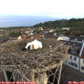 06_10-nest.jpg