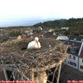 06_15-nest.jpg