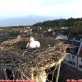 06_30-nest.jpg