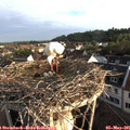 06_45-nest.jpg